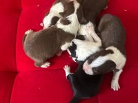 Şeker Köpekler Bunlar