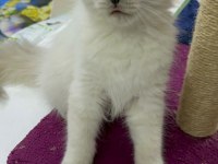 A kalite sağlıklı yavrular british shorthair