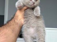 Lilac Ayı Surat Ponçik British Shorthair