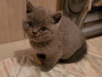 Top Kafa Ayıcık Surat British Shorthair