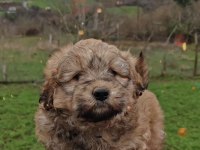 Maltipoo harika pofuduk yavrularımız