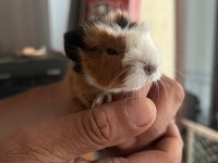Sevimli Guinea pig yavruları