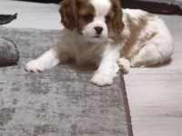Ev ortamından safkan anne babanın cavalier çocukları