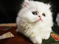 2 aylık exotic longhair 3 erkek ve 1 dişi