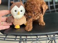 Tea cup poodle 4 aylık 700 gr petmode den