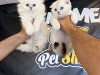 Renk renk üst kalite Scotiş fold yavruları Anka'da 