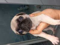 Pug yavruları