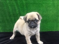 Irk Ve Sağlık Garantili Pug Köpeği