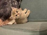 4 tane scottish kedi yavrusu 2 dişi ve 1 erkek
