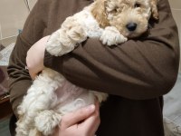 2 aylık poodle herkül