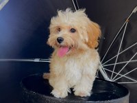 ORJİNAL MALTİPOO YAVRULAR