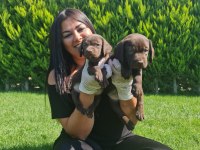 Safkan çikolata labrador yavrularım