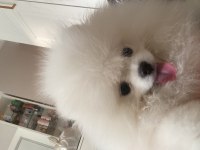 4.5 AYLIK POMERANİAN BOO UYGUNA VERİLECEK