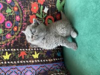 Ayı kafa gri yavru british shorthair