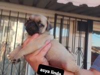 Pug Mops Bebekler