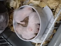 suriye hamster yavrusu