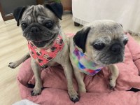Pug Kızlar