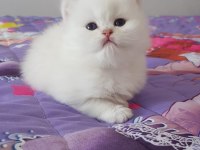 KALİTE KEDİLER TESADÜF DEĞİLDİR