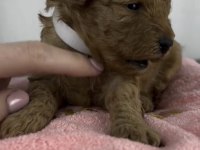 Toy Podole Köpeğimiz