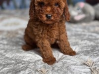 EFSANE TOY POODLE YAVRULARI 