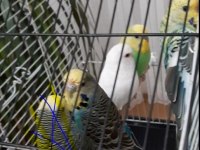4 ADET YAVRU MUHABBET KUŞU