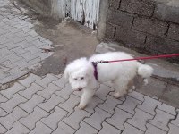 7 aylık maltipoo aşıları tam çipi var temel eğitimi var