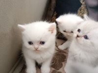 British shorthair ve scottish fold yavrular
