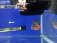 12 CM FLOWERHORN