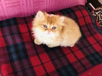 Dişi british longhair NY11 verilecektir