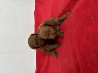 Teacup Toy Poodle Bebeklerim