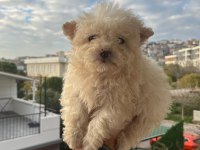 Maltipoo bebekler