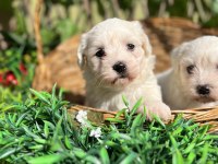 Kar Beyaz Maltese Terrier Yavrular