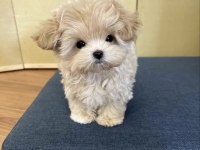 Yeni Teacup Maltipoo Yavrumuz