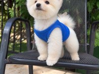 Orjinal Pomeranian Boo
