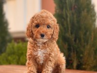 Red Toy Poodle Yavrular
