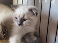Scottish fold kızımıza acil yuva arayışındayız