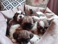 Sağlıklı Üst Kalite Shih Tzu Yavrularımız