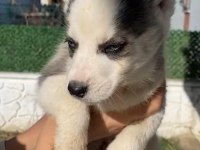Husky yavrular dişi ve erkek mevcut