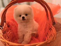 Baby Pomeranian Boo mini boy