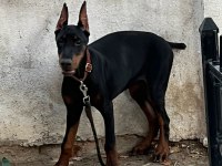 Dişi 5 aylık doberman tüm eşyalarıyla