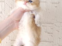 Safkan British Longhair Oğlumuz Yeni Yuvasını Arıyor