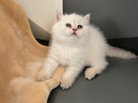 British Blue Point Erkek Yavru