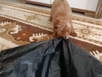 3 aylık yavru toy poodle