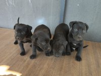 Cane Corso yavrularımız 
