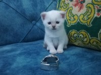 3 dişi şecereli babanın kızları point scottish fold bebekler