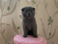 Scottish Fold Yavrular