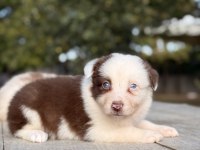 Orjinal Safkan Border Collie Yavrular