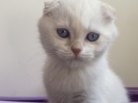 2.5 aylık erkek scottish fold acil yuva