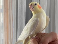 Erkek Sultan Papağanı Lutino