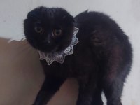 Siyah Scottish fold